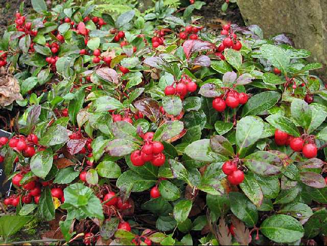 چای کوهستان - میوه چای شرقی